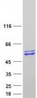 SARS2 / SYS Protein - Purified recombinant protein SARS2 was analyzed by SDS-PAGE gel and Coomassie Blue Staining