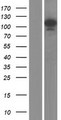 SART1 Protein - Western validation with an anti-DDK antibody * L: Control HEK293 lysate R: Over-expression lysate