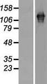 SART3 Protein - Western validation with an anti-DDK antibody * L: Control HEK293 lysate R: Over-expression lysate