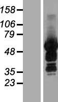 SASH3 Protein - Western validation with an anti-DDK antibody * L: Control HEK293 lysate R: Over-expression lysate