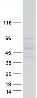 SASH3 Protein - Purified recombinant protein SASH3 was analyzed by SDS-PAGE gel and Coomassie Blue Staining