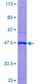SAT2 Protein - 12.5% SDS-PAGE of human SAT2 stained with Coomassie Blue