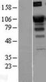 SATB1 Protein - Western validation with an anti-DDK antibody * L: Control HEK293 lysate R: Over-expression lysate