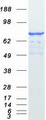 SATB1 Protein - Purified recombinant protein SATB1 was analyzed by SDS-PAGE gel and Coomassie Blue Staining