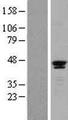SAV1 / WW45 Protein - Western validation with an anti-DDK antibody * L: Control HEK293 lysate R: Over-expression lysate