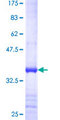 SAV1 / WW45 Protein - 12.5% SDS-PAGE Stained with Coomassie Blue.