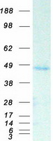 SAV1 / WW45 Protein - Purified recombinant protein SAV1 was analyzed by SDS-PAGE gel and Coomassie Blue Staining