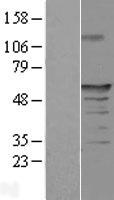 SAXO1 / FAM154A Protein - Western validation with an anti-DDK antibody * L: Control HEK293 lysate R: Over-expression lysate