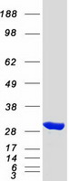 SBDS Protein - Purified recombinant protein SBDS was analyzed by SDS-PAGE gel and Coomassie Blue Staining