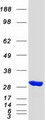 SBDS Protein - Purified recombinant protein SBDS was analyzed by SDS-PAGE gel and Coomassie Blue Staining