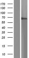 SBSN Protein - Western validation with an anti-DDK antibody * L: Control HEK293 lysate R: Over-expression lysate