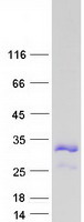 SBSN Protein - Purified recombinant protein SBSN was analyzed by SDS-PAGE gel and Coomassie Blue Staining