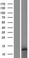 SCA2 / LY6E Protein - Western validation with an anti-DDK antibody * L: Control HEK293 lysate R: Over-expression lysate