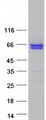 SCAI Protein - Purified recombinant protein SCAI was analyzed by SDS-PAGE gel and Coomassie Blue Staining