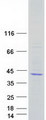 SCAMP2 Protein - Purified recombinant protein SCAMP2 was analyzed by SDS-PAGE gel and Coomassie Blue Staining