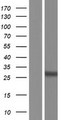 SCAMP5 Protein - Western validation with an anti-DDK antibody * L: Control HEK293 lysate R: Over-expression lysate