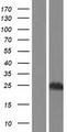 SCAND1 Protein - Western validation with an anti-DDK antibody * L: Control HEK293 lysate R: Over-expression lysate