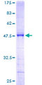 SCAND1 Protein - 12.5% SDS-PAGE of human SCAND1 stained with Coomassie Blue