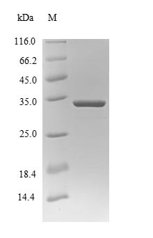 SCAND1 Protein - (Tris-Glycine gel) Discontinuous SDS-PAGE (reduced) with 5% enrichment gel and 15% separation gel.