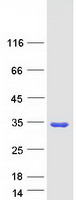 SCAND1 Protein - Purified recombinant protein SCAND1 was analyzed by SDS-PAGE gel and Coomassie Blue Staining