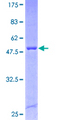 SCAPER Protein - 12.5% SDS-PAGE of human ZNF291 stained with Coomassie Blue