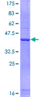 SCARA3 / APC7 Protein - 12.5% SDS-PAGE Stained with Coomassie Blue.