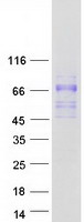 SCARA5 Protein - Purified recombinant protein SCARA5 was analyzed by SDS-PAGE gel and Coomassie Blue Staining