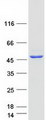SCCPDH Protein - Purified recombinant protein SCCPDH was analyzed by SDS-PAGE gel and Coomassie Blue Staining