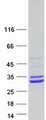 SCEH / ECHS1 Protein - Purified recombinant protein ECHS1 was analyzed by SDS-PAGE gel and Coomassie Blue Staining