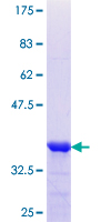 SCEL Protein - 12.5% SDS-PAGE Stained with Coomassie Blue.