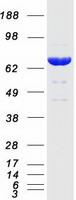 SCFD1 / SLY1 Protein - Purified recombinant protein SCFD1 was analyzed by SDS-PAGE gel and Coomassie Blue Staining