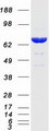 SCFD1 / SLY1 Protein - Purified recombinant protein SCFD1 was analyzed by SDS-PAGE gel and Coomassie Blue Staining