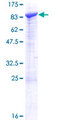 SCFD2 Protein - 12.5% SDS-PAGE of human SCFD2 stained with Coomassie Blue