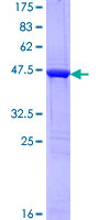 SCG10 / STMN2 Protein - 12.5% SDS-PAGE of human STMN2 stained with Coomassie Blue