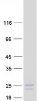 SCG10 / STMN2 Protein - Purified recombinant protein STMN2 was analyzed by SDS-PAGE gel and Coomassie Blue Staining