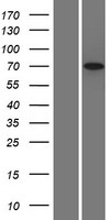 SCG2 / Secretogranin II Protein - Western validation with an anti-DDK antibody * L: Control HEK293 lysate R: Over-expression lysate