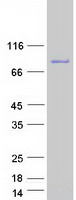 SCG2 / Secretogranin II Protein - Purified recombinant protein SCG2 was analyzed by SDS-PAGE gel and Coomassie Blue Staining