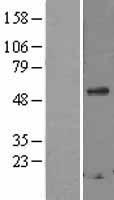 SCG3 / Secretogranin 3 Protein - Western validation with an anti-DDK antibody * L: Control HEK293 lysate R: Over-expression lysate