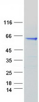 SCG3 / Secretogranin 3 Protein - Purified recombinant protein SCG3 was analyzed by SDS-PAGE gel and Coomassie Blue Staining