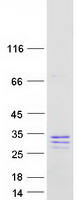 SCG5 / 7B2 Protein - Purified recombinant protein SCG5 was analyzed by SDS-PAGE gel and Coomassie Blue Staining