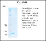 SCGB1A1 / Uteroglobin Protein