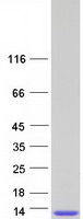 SCGB1C1 Protein - Purified recombinant protein SCGB1C1 was analyzed by SDS-PAGE gel and Coomassie Blue Staining