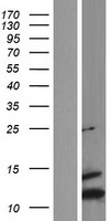 SCGB1D2 / Lipophilin B Protein - Western validation with an anti-DDK antibody * L: Control HEK293 lysate R: Over-expression lysate