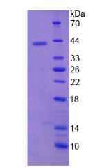 SCGB1D2 / Lipophilin B Protein - Recombinant  Lipophilin B, Prostatein Like By SDS-PAGE