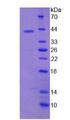 SCGB1D2 / Lipophilin B Protein - Recombinant  Lipophilin B, Prostatein Like By SDS-PAGE