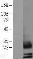 SCGB2A1 / Mammaglobin B Protein - Western validation with an anti-DDK antibody * L: Control HEK293 lysate R: Over-expression lysate