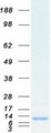 SCGB2A1 / Mammaglobin B Protein - Purified recombinant protein SCGB2A1 was analyzed by SDS-PAGE gel and Coomassie Blue Staining