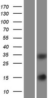 SCGF Protein - Western validation with an anti-DDK antibody * L: Control HEK293 lysate R: Over-expression lysate