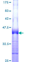 SCGF Protein - 12.5% SDS-PAGE Stained with Coomassie Blue.