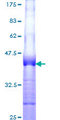 SCGF Protein - 12.5% SDS-PAGE Stained with Coomassie Blue.